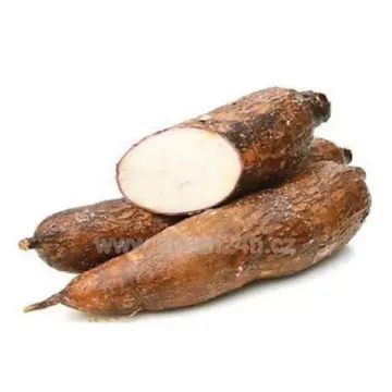 Cu San - Manioc - KG Costa Rica