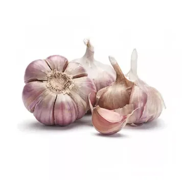Česnek Violet Španělsko kal. 60+ - KG