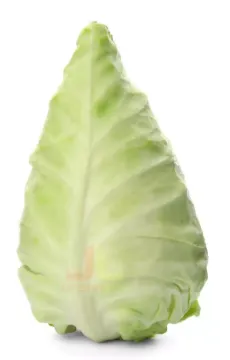Zelí Špičaté Holansko cca 1,1kg 8ks/b
