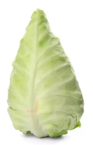 Zelí Špičaté Holansko cca 1,1kg 8ks/b